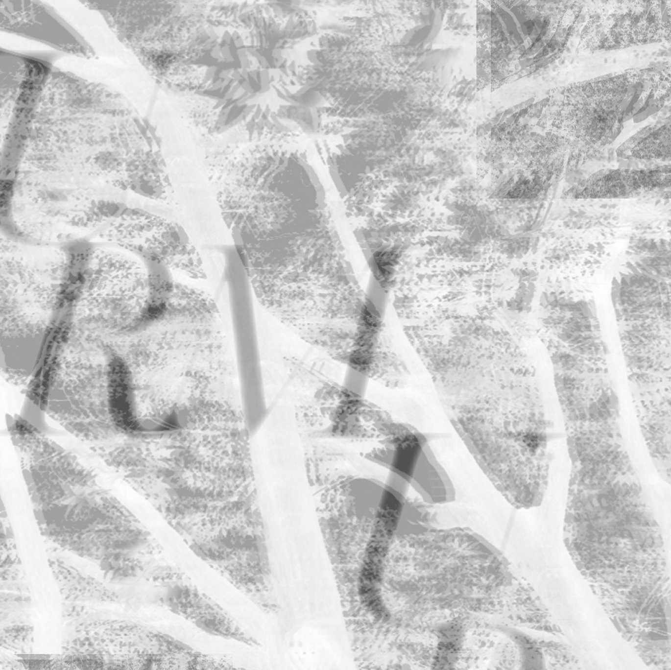 blurry photo of trees